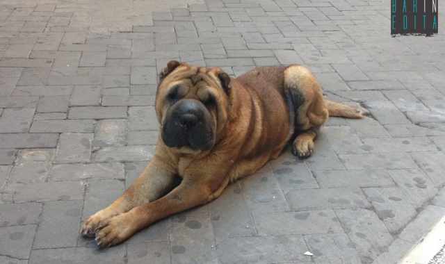 Romeo, il cane di tutti: �Lo shar pei presenza fissa della movida barese�